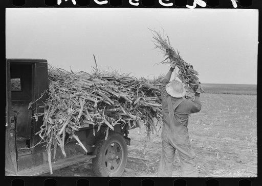 Loading corn cut for fodder, Sheridan County, Kansas