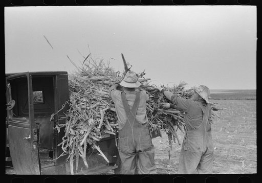 Untitled photo, possibly related to: Loading corn cut for fodder, Sheridan County, Kansas