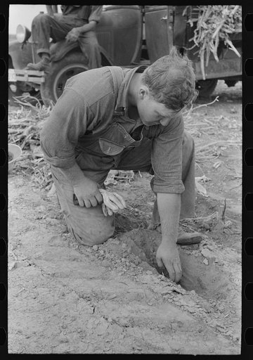 Sheridan County, Kansas, farmer digging in the dirt to see how deep the moisture is