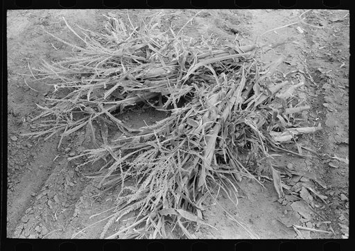 Corn cut for fodder, Sheridan County, Kansas