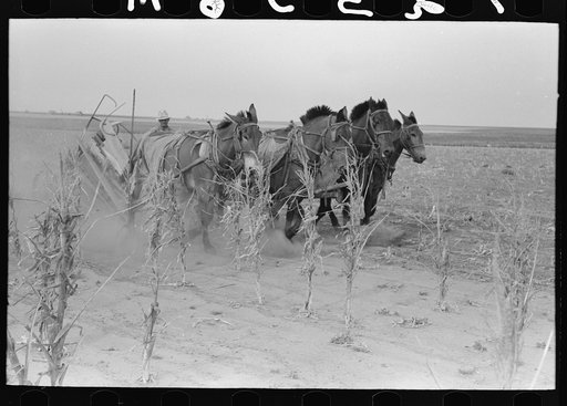 Untitled photo, possibly related to: Four-horse team cutting corn for fodder, Sheridan County, Kansas