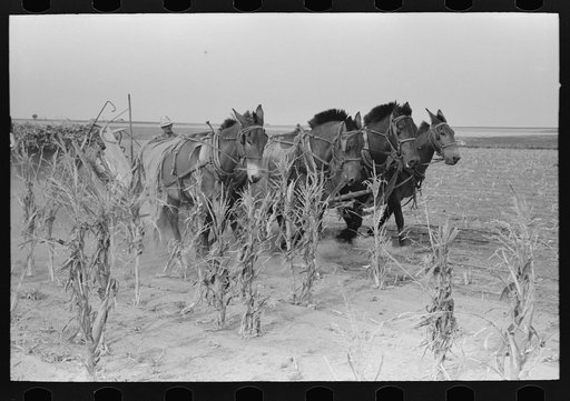 Four-horse team cutting corn for fodder, Sheridan County, Kansas
