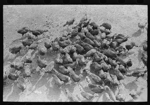 Untitled photo, possibly related to: Turkeys on Schoenfeldt farm, Russian-German FSA (Farm Security Administration) client in Sheridan County, Kansas