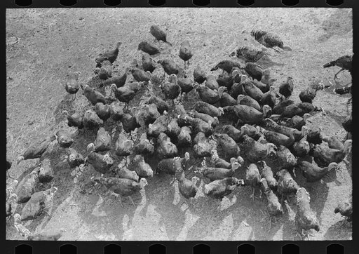 Turkeys on Schoenfeldt farm, Russian-German FSA (Farm Security Administration) client in Sheridan County, Kansas