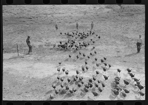 Driving in a flock of turkeys, Schoenfeldt farm, Russian-German FSA (Farm Security Administration) client, Sheridan County, Kansas