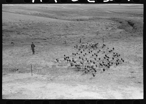Untitled photo, possibly related to: Driving in a flock of turkeys, Schoenfeldt farm, Russian-German FSA (Farm Security Administration) client, Sheridan County, Kansas