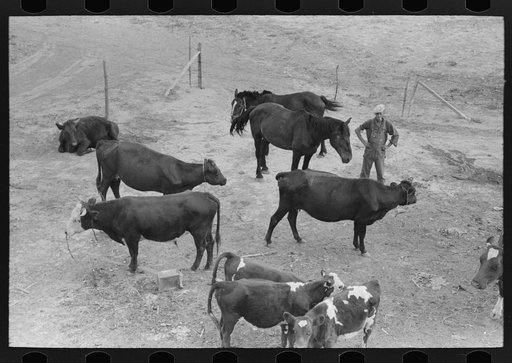 Cows and horses belonging to Mr. Schoenfeldt, Russian-German FSA (Farm Security Administration) client, Sheridan County, Kansas