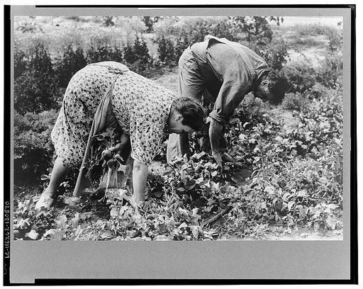 Mr. and Mrs. Schoenfeldt pulling beets from their tile garden, Sheridan County, Kansas. Tile gardens are a part of the FSA (Farm Security Administration) program in the former dust bowl