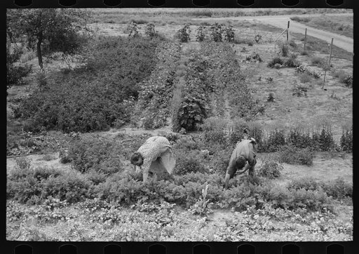 Untitled photo, possibly related to: Mr. and Mrs. Schoenfeldt pulling beets from their tile garden, Sheridan County, Kansas. Tile gardens are a part of the FSA (Farm Security Administration) program in the former dust bowl