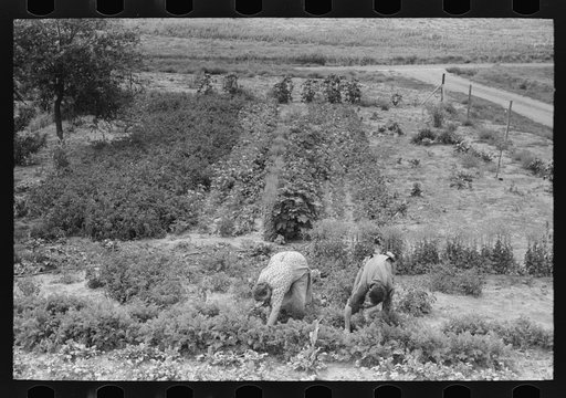 Untitled photo, possibly related to: Mr. and Mrs. Schoenfeldt pulling beets from their tile garden, Sheridan County, Kansas. Tile gardens are a part of the FSA (Farm Security Administration) program in the former dust bowl