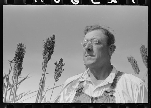 William Rall, FSA (Farm Security Administration) client standing amidst kaffir corn on his farm in Sheridan County, Kansas