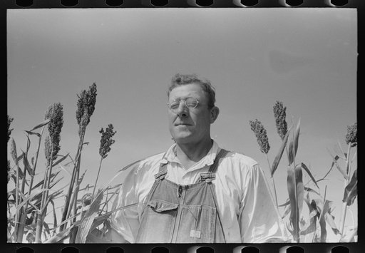 Untitled photo, possibly related to: William Rall, FSA (Farm Security Administration) client standing amidst kaffir corn on his farm in Sheridan County, Kansas