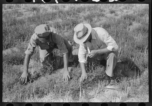 FSA (Farm Security Administration) supervisor and client looking among the tumbleweed to try to identify a type of army worm, Gray County, Kansas