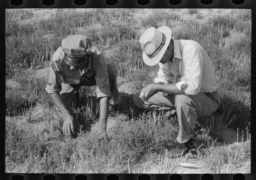 Untitled photo, possibly related to: FSA (Farm Security Administration) supervisor and client looking among the tumbleweed to try to identify a type of army worm, Gray County, Kansas