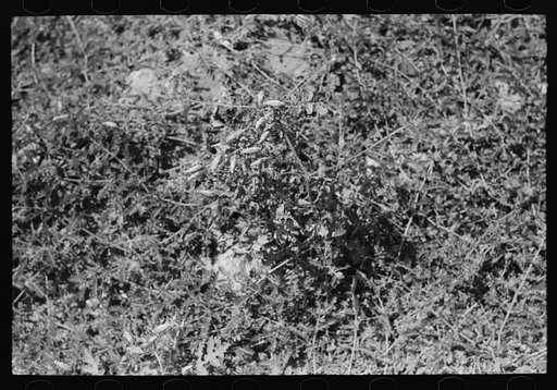 Untitled photo, possibly related to: Mr. Johnson, FSA (Farm Security Administration) client with part interest in cooperative well, irrigating. He just built himself a small dam of board and tumbleweed, Syracuse, Kansas