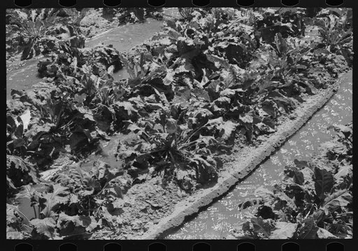 Untitled photo, possibly related to: Irrigated sugar beets near Syracuse, Kansas. Farm of Mr. Johnson, FSA (Farm Security Administration) client