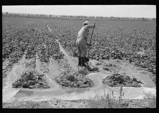 Mr. Johnson, FSA (Farm Security Administration) client, with part interest in cooperative well, irrigating sugar beets. Syracuse, Kansas