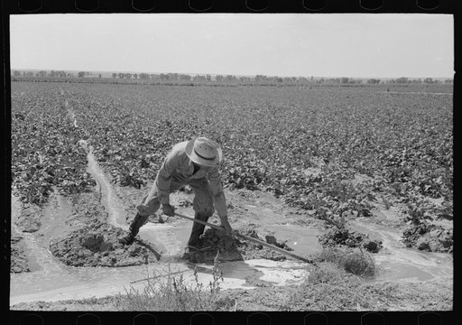 Untitled photo, possibly related to: Irrigated sugar beets near Syracuse, Kansas. Farm of Mr. Johnson, FSA (Farm Security Administration) client