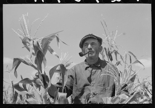 Mr. Wright, tenant farmer of Mr. Johnson and in cooperative with him in irrigation well, standing amidst the corn he has raised this year. Syracuse, Kansas