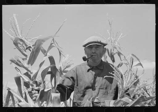 Untitled photo, possibly related to: Mr. Wright, tenant farmer of Mr. Johnson and in cooperative with him in irrigation well, standing amidst the corn he has raised this year. Syracuse, Kansas