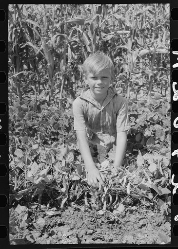 Child of Ernest W. Kirk, Jr., Ordway, Kansas, holding back the string bean vines on the farm