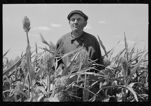 Untitled photo, possibly related to: Mr. Wright, tenant farmer of Mr. Johnson and in cooperative with him in irrigation well, standing amidst the corn he has raised this year. Syracuse, Kansas