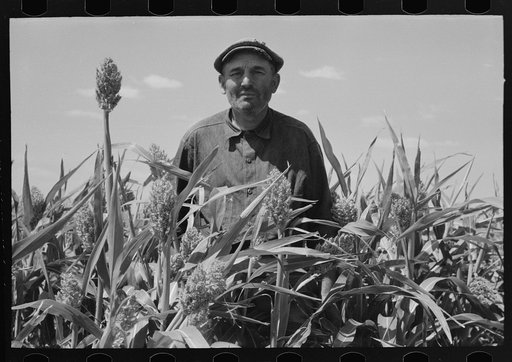 Untitled photo, possibly related to: Mr. Wright, tenant farmer of Mr. Johnson and in cooperative with him in irrigation well, standing amidst the corn he has raised this year. Syracuse, Kansas