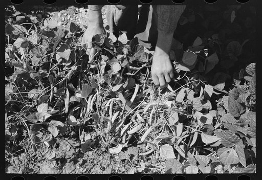 String beans raised on the Ernest W. Kirk, Jr. farm, FSA (Farm Security Administration) client, near Ordway, Kansas