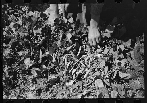 Untitled photo, possibly related to: String beans raised on the Ernest W. Kirk, Jr. farm, FSA (Farm Security Administration) client, near Ordway, Kansas