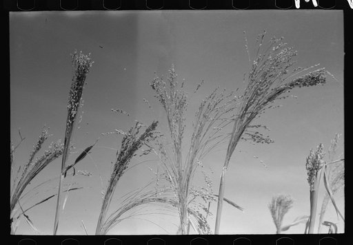 Broom corn, Baca County, Colorado. One of the main cash crops of this region