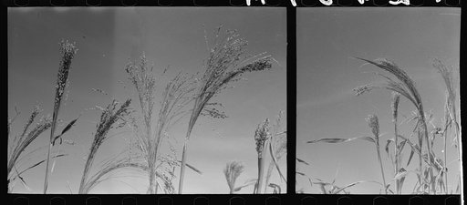 Untitled photo, possibly related to: Broom corn, Baca County, Colorado. One of the main cash crops of this region