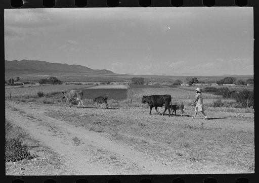 Daughter of Spanish-American FSA (Farm Security Administration) client driving cows to pasture, Taos County, New Mexico