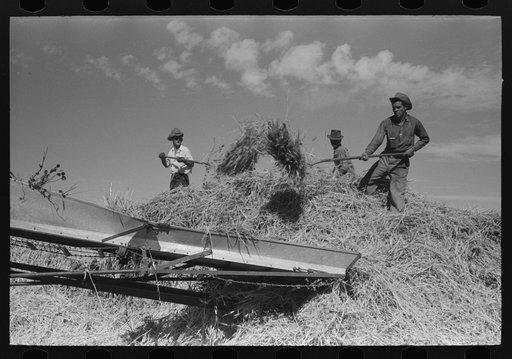 Threshing wheat, Taos County, New Mexico