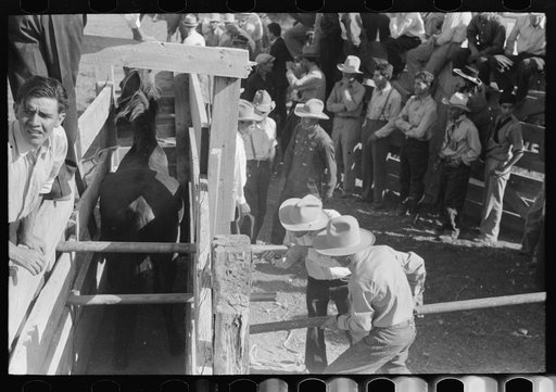 Placing bar behind bucking bronc to prevent his kicking while in the slot, rodeo, Wagon Mound, New Mexico