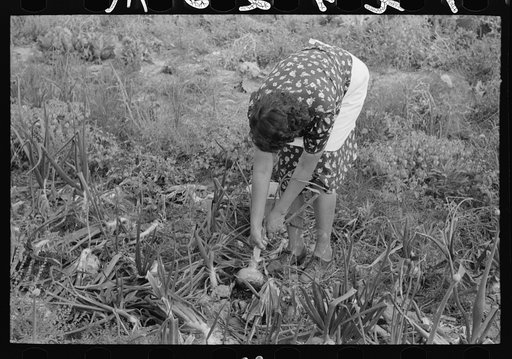 Spanish-American FSA (Farm Security Administration) client pulling onion from her garden, Taos County, New Mexico