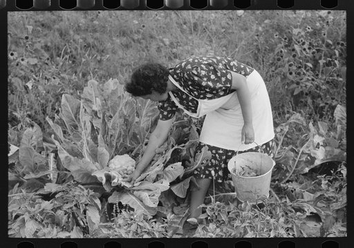 Spanish-American FSA (Farm Security Administration) client examining cauliflower in her garden to see if it is ready for picking, Taos County, New Mexico
