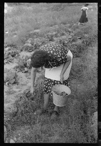 Untitled photo, possibly related to: Spanish-American FSA (Farm Security Administration) client picking chili peppers in her garden, Taos County, New Mexico