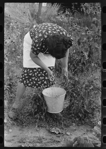 Spanish-American FSA (Farm Security Administration) client picking chili peppers in her garden, Taos County, New Mexico