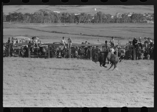 Untitled photo, possibly related to: Cowboy riding steer, Bean Day rodeo, Wagon Mound, New Mexico