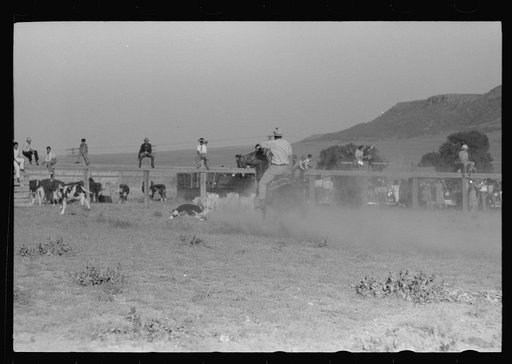 Untitled photo, possibly related to: Cowboy running to tie calf after he has roped him, Bean Day rodeo, Wagon Mound, New Mexico