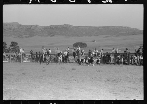 Cowboys driving cows down rodeo grounds, Bean Day, Wagon Mound, New Mexico