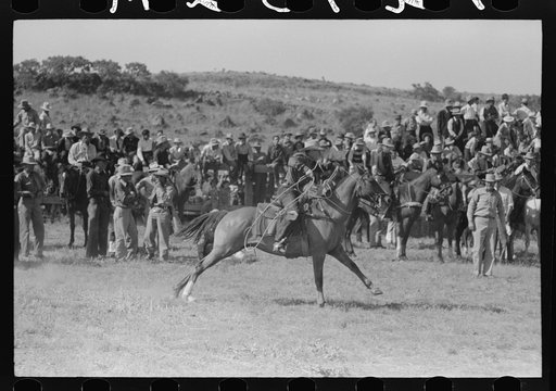 Untitled photo, possibly related to: Cowboys driving cows down rodeo grounds, Bean Day, Wagon Mound, New Mexico