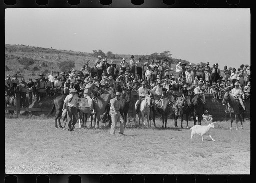 Untitled photo, possibly related to: Cowboys driving cows down rodeo grounds, Bean Day, Wagon Mound, New Mexico