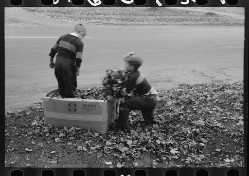 Boys gathering leaves into cardboard box. Front lawn in Bradford, Vermont