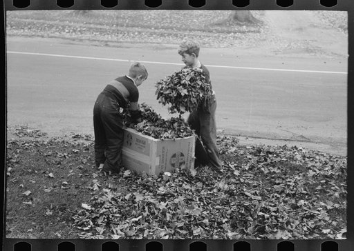 Untitled photo, possibly related to: Boys gathering leaves into cardboard box. Front lawn in Bradford, Vermont