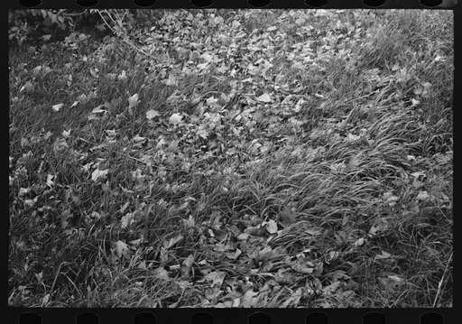Early fall, dead leaves in the grass, Berlin, Connecticut