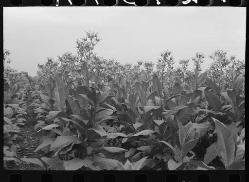 Field of flowering tobacco near Berlin, Connecticut