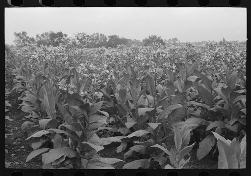 Untitled photo, possibly related to: Field of flowering tobacco near Berlin, Connecticut
