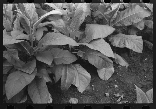 Tobacco near Berlin, Connecticut