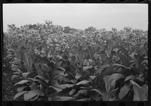 Untitled photo, possibly related to: Field of flowering tobacco near Berlin, Connecticut